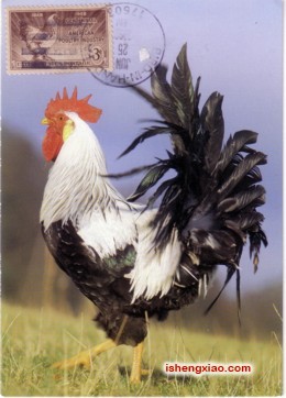 鸡.jpg